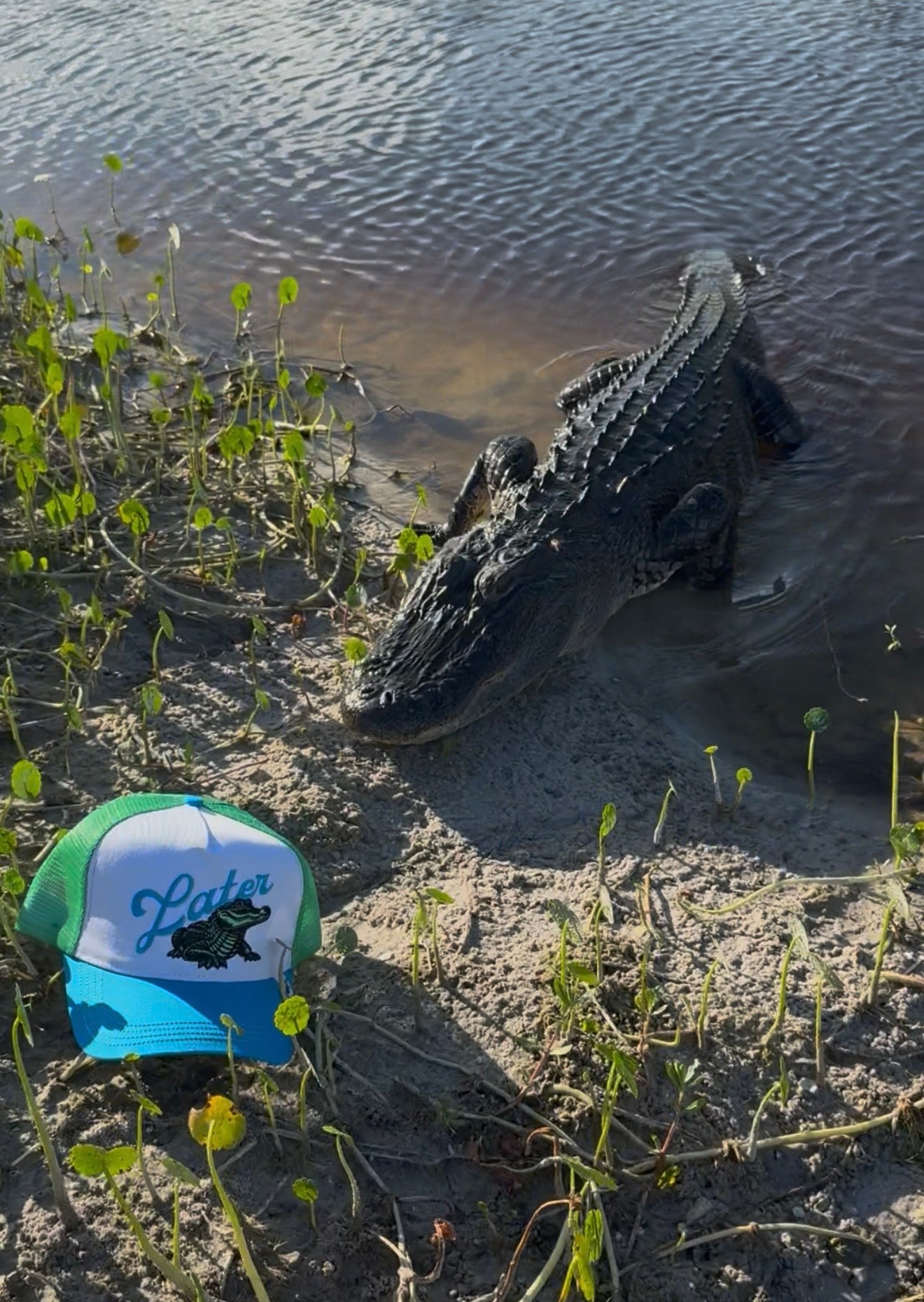 Lator Gator