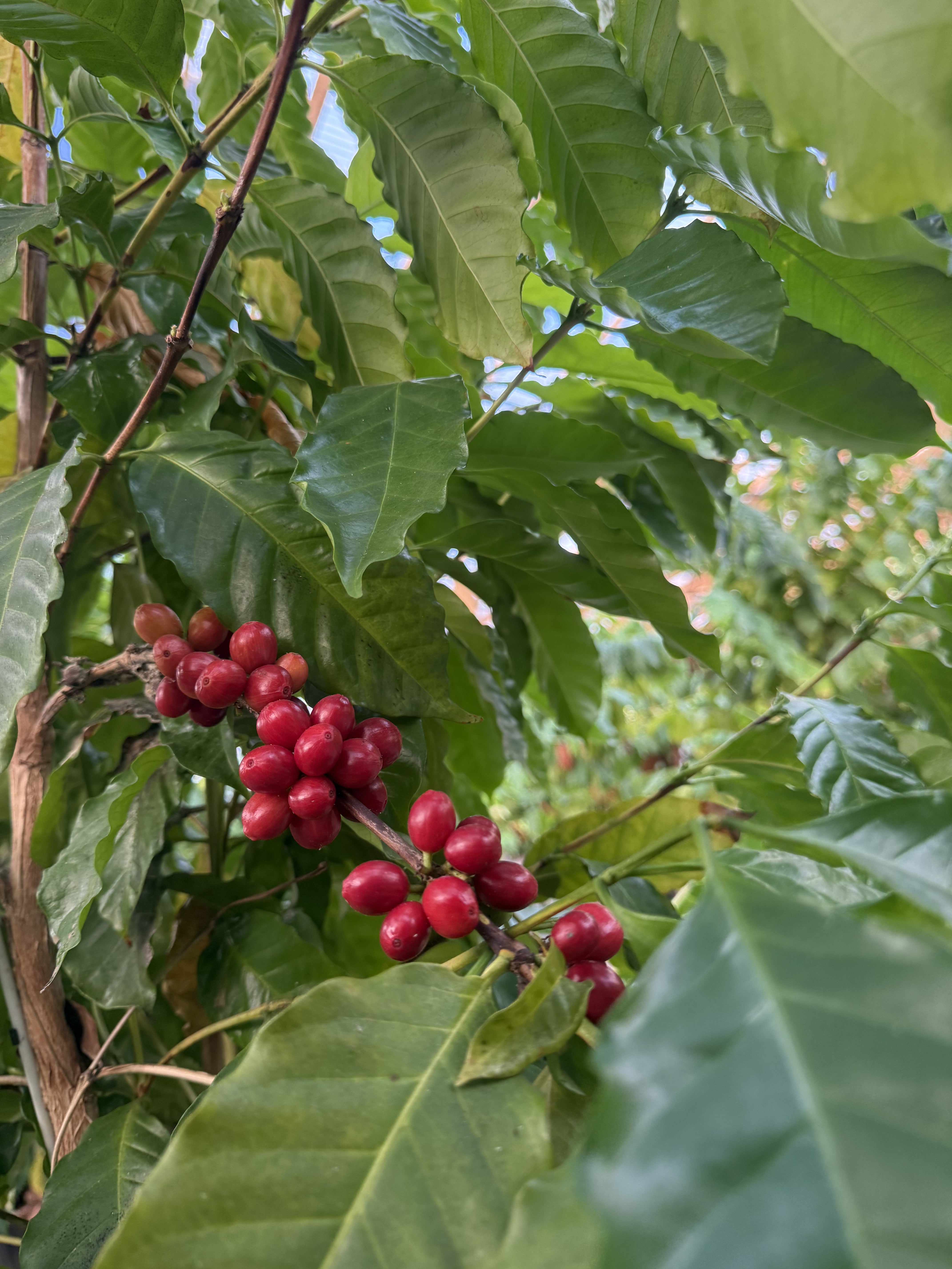 Florida / Costa Rica